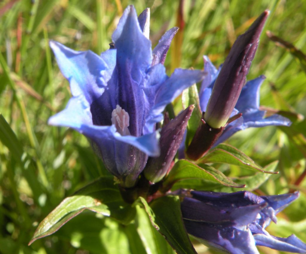 Gentiana: asclepiadea o cruciata?  Gentiana asclepiadea